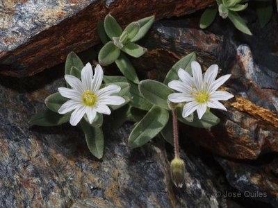 Cerastium pyrenaicum